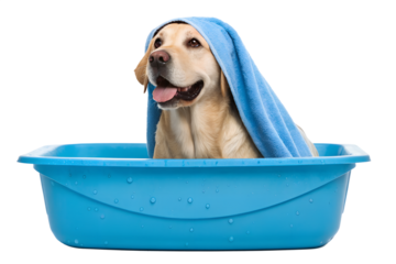 Golden labrador puppy enjoys bath time with a blue towel, labrador, retriever, dog, puppy, bath, bathing, towel, blue, cute, adorable, canine, pet, animal, water, clean, washing, hygiene, domestic