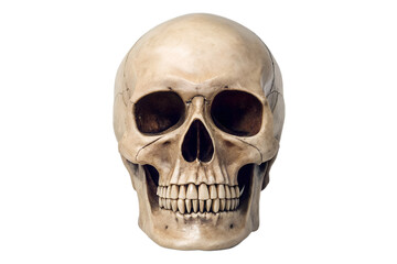 Fototapeta premium Anatomically correct human skull isolated on black background detailed study, human skull, skull, anatomy, bone, skeleton, black background, medical, death, halloween, gothic, cranium, head, anatomy