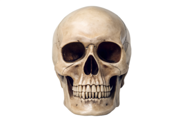 Anatomically correct human skull isolated on black background detailed study, human skull, skull, anatomy, bone, skeleton, black background, medical, death, halloween, gothic, cranium, head, anatomy