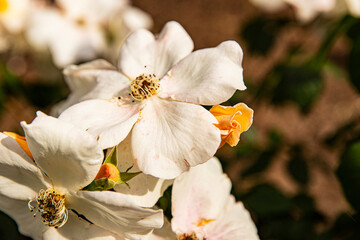bouquet of white wild roses, background image with space for inscription