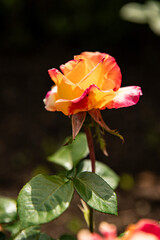 Two color rose close up, macro background image with space for inscription