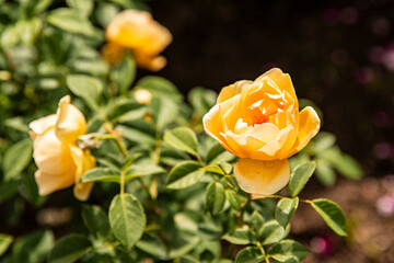 Yellow rose from botanical garden. background image