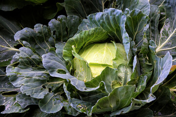 Fresh Green Cabbage Growing in the Garden - The cabbage is covered with water droplets, showcasing its freshness and natural growth.