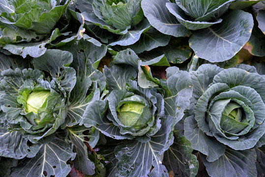 Fresh Green Cabbage Growing in the Garden - The cabbage is covered with water droplets, showcasing its freshness and natural growth.