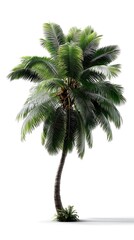 Fototapeta premium Tropical palm tree with curved trunk and green foliage elegant coconut palm vibrant greenery graceful environment