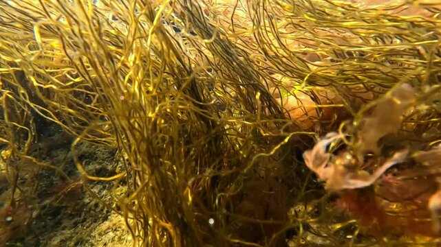  underwater landscape in the Black Sea, red algae Porphyra and Scytosiphon on rocks