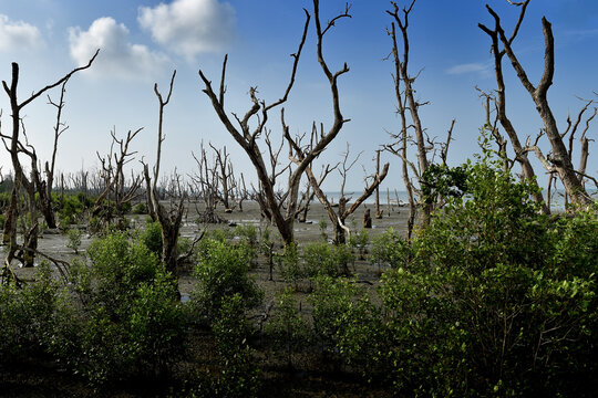 Deforested Coastal Mangrove Area with Dead Trees and Mudflats - Stark and haunting landscape of a deforested coastal area where numerous dead mangrove trees stand in a muddy tidal flat