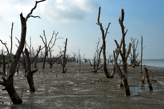 Deforested Coastal Mangrove Area with Dead Trees and Mudflats - Stark and haunting landscape of a deforested coastal area where numerous dead mangrove trees stand in a muddy tidal flat