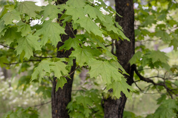 Obraz premium In spring, fresh leaves have blossomed on the maple tree, selective focus, beauty in nature