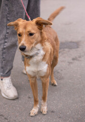 red mongrel dog walks in the park with its owner, on a leash