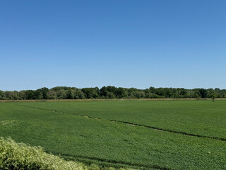 green field and blue sky