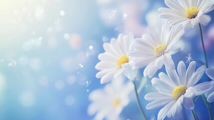beautiful daisy flower background