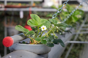 Flowering strawberry plant in a pot grows in a hydroponic system in a greenhouse, demonstrating the technology of growing fruit without soil,