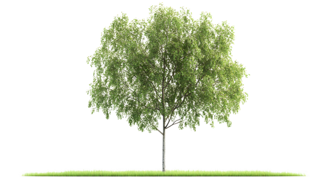 Towering Poplar Tree Isolated on Transparent Background for Design Projects