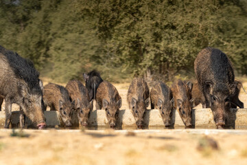 Large Herd of Wild Boars and Piglets Quenching Thirst in the Thar Desert