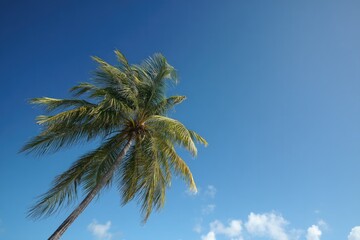 Tall palm tree stretches towards clear blue sky, evoking tropica