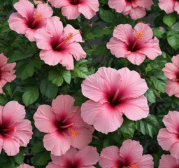 Delicate pink hibiscus, vibrant petals, lush green foliage, nature, tropical flower
