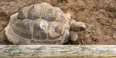 Galapagos tortoise