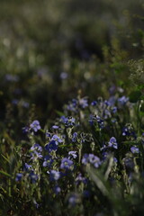 flower, flowers, nature, garden, plant, purple, lavender, pink, field, summer, spring, bloom, flora, blossom, beauty, grass, blooming, heather, closeup, meadow, violet, color, wild, herb, leaf