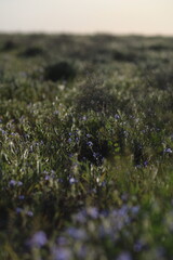 grass, nature, field, lawn, summer, plant, meadow, spring, color, outdoors, green, ground, backgrounds, growth, nobody, environment, garden, close-up, agriculture, closeup, flower, landscape, flora, p