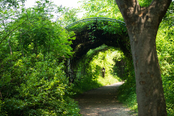 Enchanting Green Tunnel Path in Lush Forest