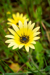 Close-up of a yellow Arctotis acaulis flower with water droplets on petals in nature with blurred background