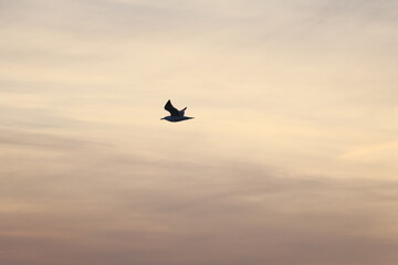 sky, airplane, sunset, flying, plane, bird, clouds, fly, flight, cloud, sea, jet, aircraft, travel, seagull, air, sun, nature, transportation, sunrise, landscape, water, blue, gull, wings
