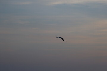 sky, bird, sunset, sea, seagull, blue, flying, fly, flight, nature, birds, cloud, clouds, gull, sun, water, freedom, landscape, sunrise, ocean, white, animal, wings, orange, lake