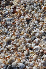 beach, sea, stone, sand, texture, nature, pebble, rock, stones, abstract, pebbles, pattern, shell, macro, rocks, shells, gravel, water, backgrounds, textured, ocean, shore, close-up, natural, color