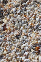 beach, stone, sea, sand, pebble, nature, texture, stones, rock, abstract, pattern, pebbles, shells, macro, gravel, backgrounds, shell, textured, close-up, rocks, ocean, natural, summer, closeup, shore