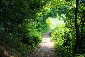 Sunlit Path Emerging from Lush Green Woods