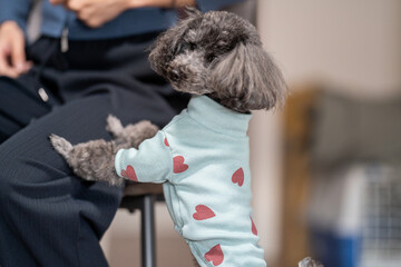 portrait of a poodle