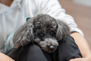 puppy in a bed