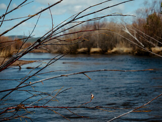 Fototapeta premium Fast flowing river in spring. Siberia