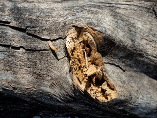 Old weathered log on the ground 