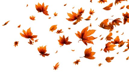 Falling Autumn Maple Leaves 