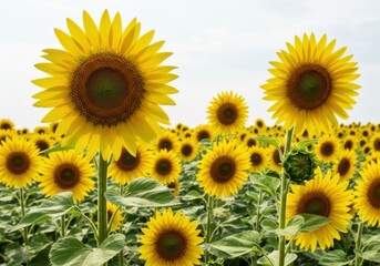 Obraz premium Sunflowers in the field of sunflowers