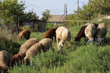 sheep, animal, farm, grass, lamb, agriculture, field, meadow, pasture, nature, wool, grazing, mammal, livestock, green, farming, herd, animals, ewe, flock, white, spring, rural, countryside, lambs