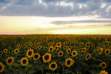 Fototapeta premium sunflower, field, flower, agriculture, nature, sky, yellow, summer, sun, landscape, plant, sunflowers, green, meadow, blue, rural, farm, bright, growth, crop, beautiful, beauty, color, flowers, sunset