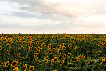 field, sunflower, sky, flower, nature, summer, yellow, landscape, meadow, agriculture, sunflowers, blue, green, flowers, spring, farm, sun, rural, grass, cloud, plant, clouds, blossom, sunny, beautifu