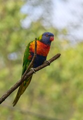 rainbow lorikeet parrot