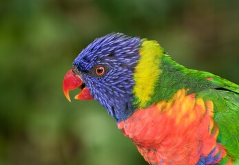 rainbow lorikeet parrot