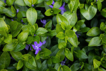 purple flowers and green leaves close up - natural fresh summer background top view