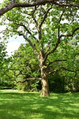krone old oak on a hot summer day