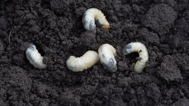 White cockchafer larvae on the ground, close up. Its other names Melolontha melolontha, white grub, Cockchafer beetle, may bug worm and may beetle. It is &nbsp;an insect of the order Coleoptera