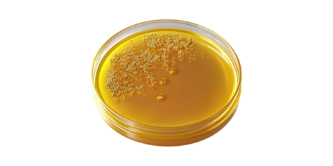 Petri Dish With Bacterial Colonies Yellow Agar. Microbiology And Laboratory Research Concept Isolated On Transparent Background
