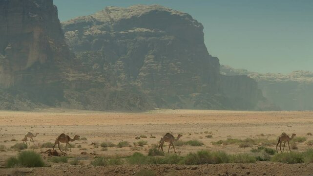 Dromedaries walking on Wadi Rum desert in Jordan