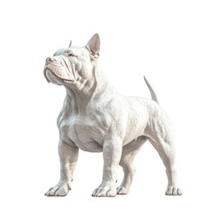 Fototapeta premium American Bully: A powerful and muscular American Bully stands confidently, showcasing its imposing physique and regal demeanor, capturing the essence of strength and grace.