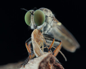 This close-up shows a green-eyed robber fly (likely Holcocephala or another Asilidae) with...