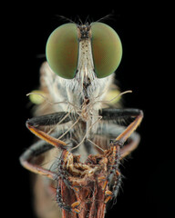 This close-up shows a green-eyed robber fly (likely Holcocephala or another Asilidae) with...